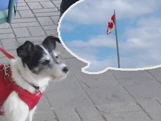 I am thinking about Canada!